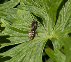 Nomada