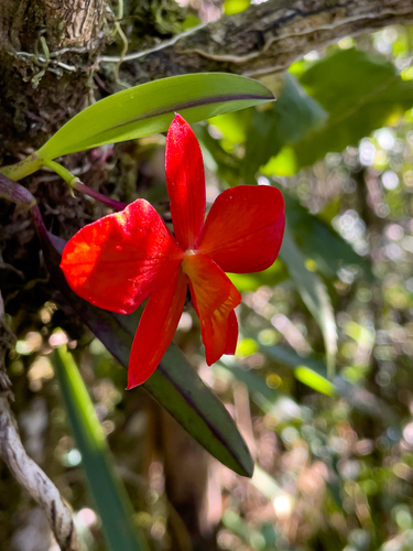 Cattleya coccinea, photograph 4