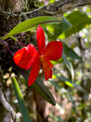 Cattleya coccinea, photograph (c) Cristina Sininho Sa, some rights reserved (CC BY)