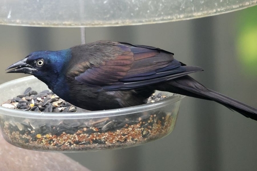 Common Grackle observed by jsahepburn