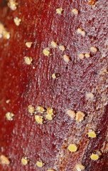 Lachnum pteridophyllum