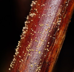 Lachnum pteridophyllum