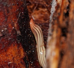 Fletchamia mediolineata