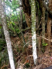 Dysoxylum spectabile