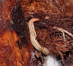 Fletchamia mediolineata