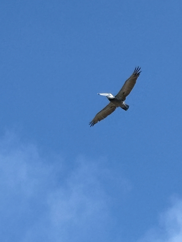 Brown Pelican observed by six5nova
