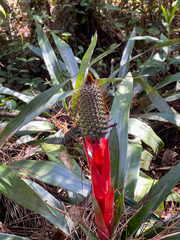 Aechmea ornata, photograph (c) Cristina Sininho Sa, some rights reserved (CC BY)
