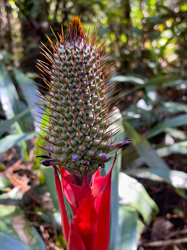 Aechmea ornata, photograph 4