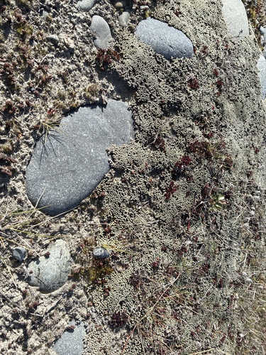 Raoulia australis
