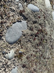 Raoulia australis