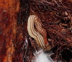 Fletchamia mediolineata