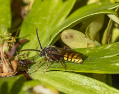 Nomada