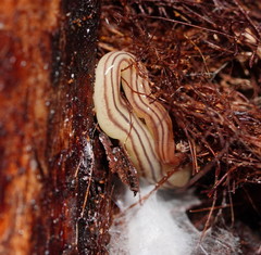 Fletchamia mediolineata