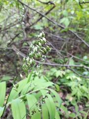 Melica picta