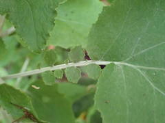 Pericallis appendiculata image