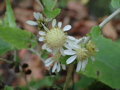 Pericallis appendiculata image