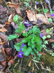 Viola