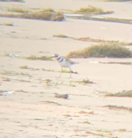 Killdeer observed by sophcinq