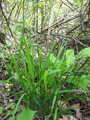 Melica picta