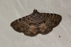 Polydesma umbricola