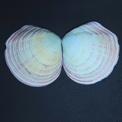 Semele decisa, 2026-08-09