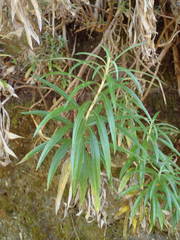 Carlina falcata image