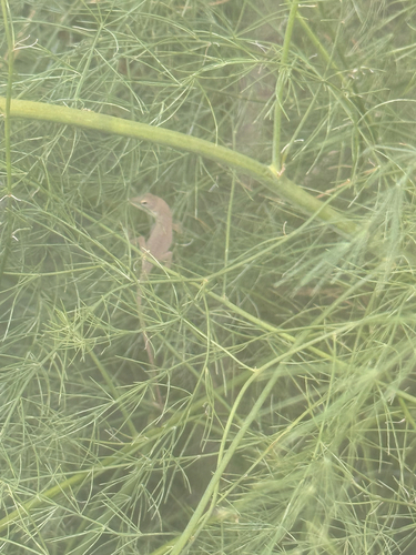 Green Anole observed by mr-natural