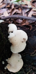 Favolaschia pustulosa