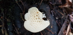 Favolaschia pustulosa