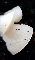 Favolaschia pustulosa