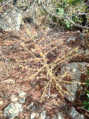 Asparagus albus, photograph 5