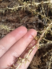 Asparagus albus, photograph (c) Carolyn Koehn, some rights reserved (CC BY)