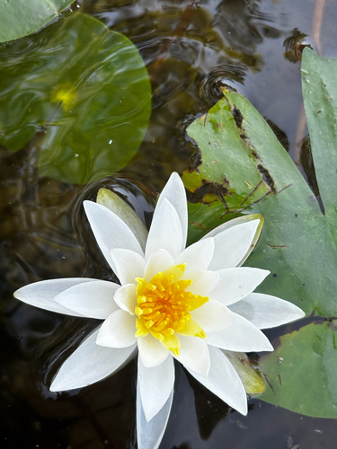 American white waterlily