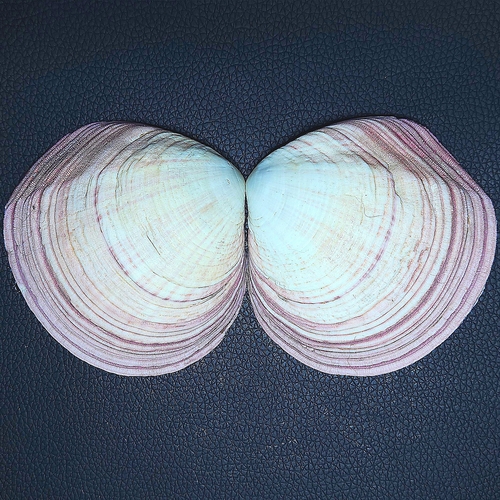 Semele decisa, 2026-08-09