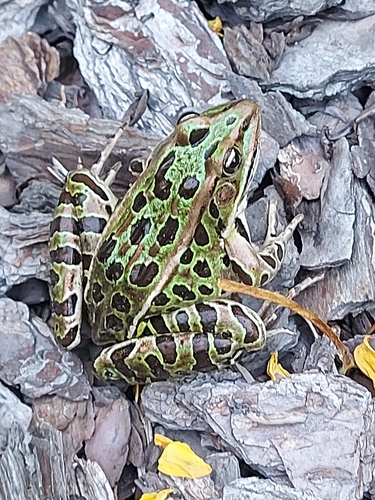 Northern Leopard Frog observed by wilhar