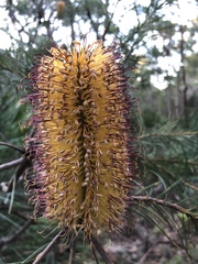 Banksia cunninghamii