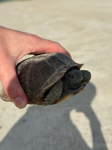 Ornate Box Turtle observed by jessiesauder