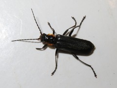 Cantharis paradoxa