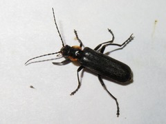 Cantharis paradoxa