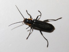 Cantharis paradoxa