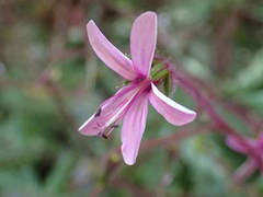Geranium reuteri