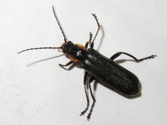 Cantharis paradoxa