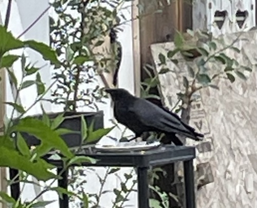 American Crow observed by dregyn
