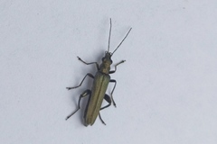 Oedemera virescens