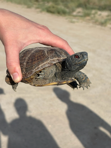 Ornate Box Turtle observed by cpayne13