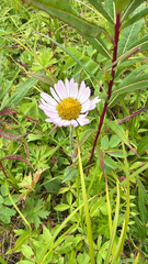 Erigeron peregrinus, photograph author not stated, no rights reserved
