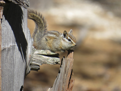 Merriam's Chipmunk