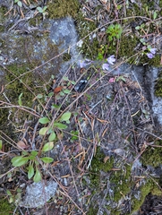 (c) John Brew, some rights reserved (CC BY) Montia parvifolia, photograph (c) John Brew, some rights reserved (CC BY)
