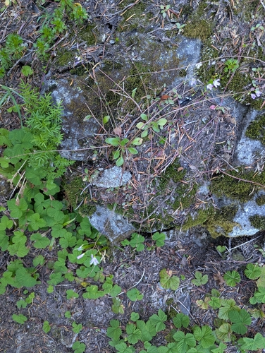 Montia parvifolia, photograph 3