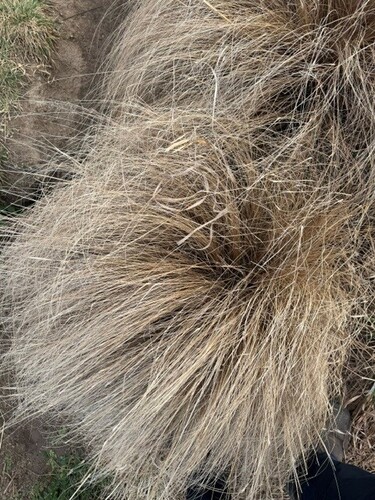 African love grass